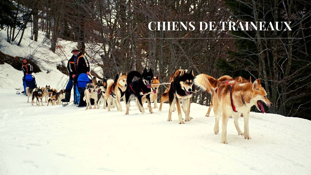 chiens de traineaux france 